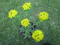 vignette Euphorbia polycroma