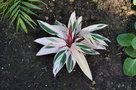 vignette Stromanthe sanguinea 'Tricolor'