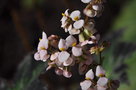vignette Begonia heracleifolia 'Nigricans'