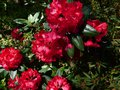 vignette Rhododendron Haldan Lem gros plan des immenses fleurs au 05 05 13