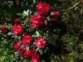 vignette Rhododendron Halfdan lem aux normes fleurs au 05 05 13