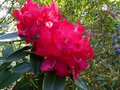 vignette Rhododendron Halfdan lem aux normes fleurs gros plan au 04 05 13