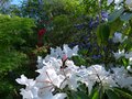 vignette Rhododendron Loderi King Georgesbien entour au 04 05 13