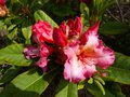vignette Rhododendron Fire rim qui ouvre ses belles fleurs au 06 05 13
