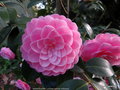 vignette ' MIMOSA JURY ' camellia hybride williamsii