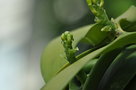vignette Vanilla planifolia (boutons  fleurs )