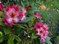vignette Rhododendron Fire rim qui commence au 07 05 13