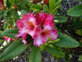 vignette Rhododendron Fire rim gros plan du fleuron au 07 05 13