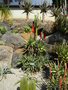 vignette Aloe arborescens