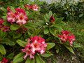 vignette Rhododendron Fire Rim trs color au 07 05 13