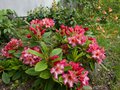 vignette Rhododendron Fire rim trs color au 08 05 13