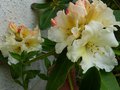 vignette Rhododendron Horizon Monarch au 08 05 13