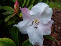 vignette Rhododendron Edgeworthii gros plan parfum au 08 05 13