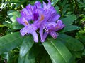 vignette Rhododendron Ponticum gros plan au 06 05 13