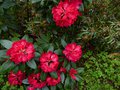 vignette Rhododendron Halfdan lem gros plan au 06 05 13