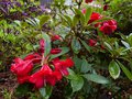 vignette Rhododendron Blitz au 05 05 13