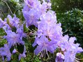 vignette Rhododendron Augustinii Electra au 05 05 13