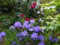 vignette Rhododendron Augustinii Lassonii au 05 05 13
