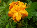 vignette Rhododendron Annabella gros plan trs parfum au 08 05 13