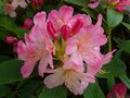 vignette Rhododendron Yakushimanum Percy Wiseman