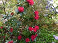 vignette Rhododendron Halfdan lem au 10 05 13