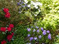 vignette Rhododendrons en compagnie au 10 05 13