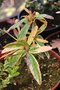 vignette Berberis pruinosa var. longifolia Variegata