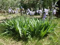 vignette iris pallida en massif