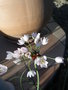 vignette Allium sauvage (fleur)
