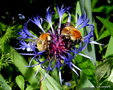 vignette Bourdons des champs ' Bombus pascuorum ' ?  visitant un  bleuet vivace (centaurea montana)