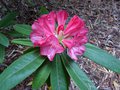 vignette Rhododendron Ana au 10 05 13