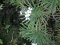 vignette Erysimum scoparium