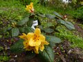 vignette Rhododendron Valentinioides autre vue au 15 05 13