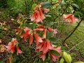 vignette Rhododendron Cinnabarinum Revlon premires fleurs au 15 05 13