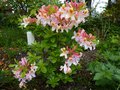 vignette Rhododendron Delicatissimum bien parfum au 15 05 13