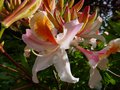 vignette Rhododendron Delicatissimum gros plan bien parfum au 14 05 13