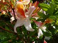 vignette Rhododendron Delicatissimum autre gros plan bien parfum au 14 05 13