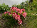 vignette Rhododendron Fire rim bien color au 12 05 13