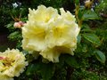 vignette Rhododendron Mindy's love gros plan au 10 05 13