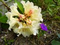 vignette Rhododendron Invitation au 13 05 13
