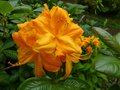 vignette Rhododendron Annabella trs parfum au 13 05 13