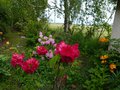 vignette Rhododendrons en compagnie au sud ouest du jardin au 13 05 13