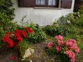 vignette Rhododendrons en compagnie au nord du jardin au 13 05 13