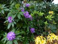 vignette Rhododendrons en compagnie au nord est du jardin au 13 05 13