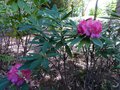 vignette Rhododendron Ana au 16 05 13