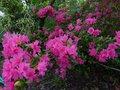 vignette Azalea japonica aux fleurs doubles roses au 16 05 13
