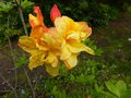 vignette Rhododendron Boutidouble aux fleurs doubles parfumes au 16 05 13