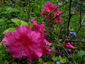 vignette Azalea japonica grandes fleurs roses au 16 05 13