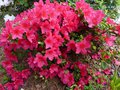 vignette Azalea japonica grandes fleurs rouges au 16 05 13