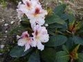 vignette Rhododendron Extraordinaire au 28 04 13
